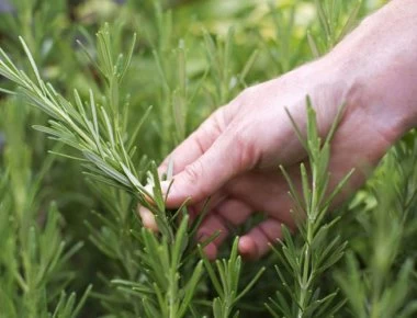 Δενδρολίβανο για το στομάχι, τον πονοκέφαλο, την μνήμη, το άσθμα και τα μαλλιά